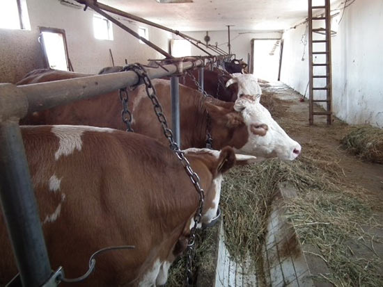 Režim ishrane muznih krava prilagoditi temperaturnim uslovima