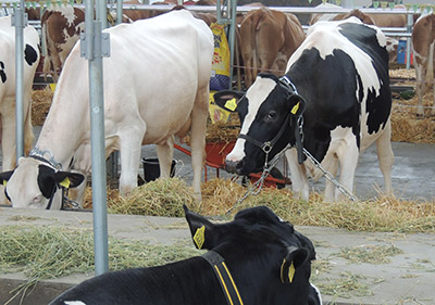 Konkursi za stočarske farme i plastenike