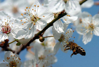 Primena sredstava za zaštitu bilja u vreme cvetanja poljoprivrednih kultura