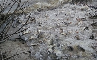 U Dunav kod Kamarišta pušteno pola tone šaranske mlađi