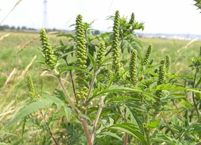 Hemijsko suzbijanje štetne vegetacije na kanalskoj mreži