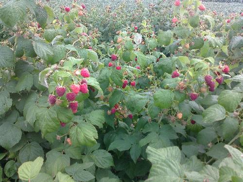 Proizvodnja maline u Ratkovu