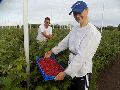 Za Božoviće proizvodnja maline još jedan izazov kome su maksimalno posvećeni