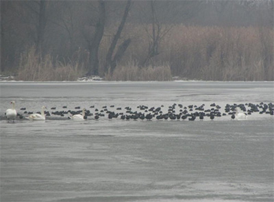 Međunarodni popis ptica vodenih staništa od 10. do 30. januara