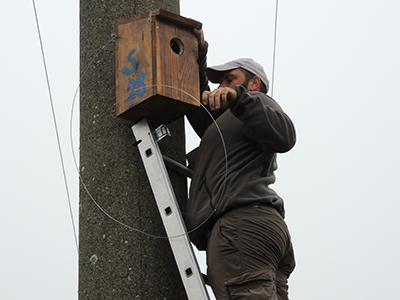 Postavljene nove kućice za modrovrane kod Karavukova