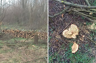 Lovci apeluju da se zaustavi dalja seča šume u Bačkom Brestovcu